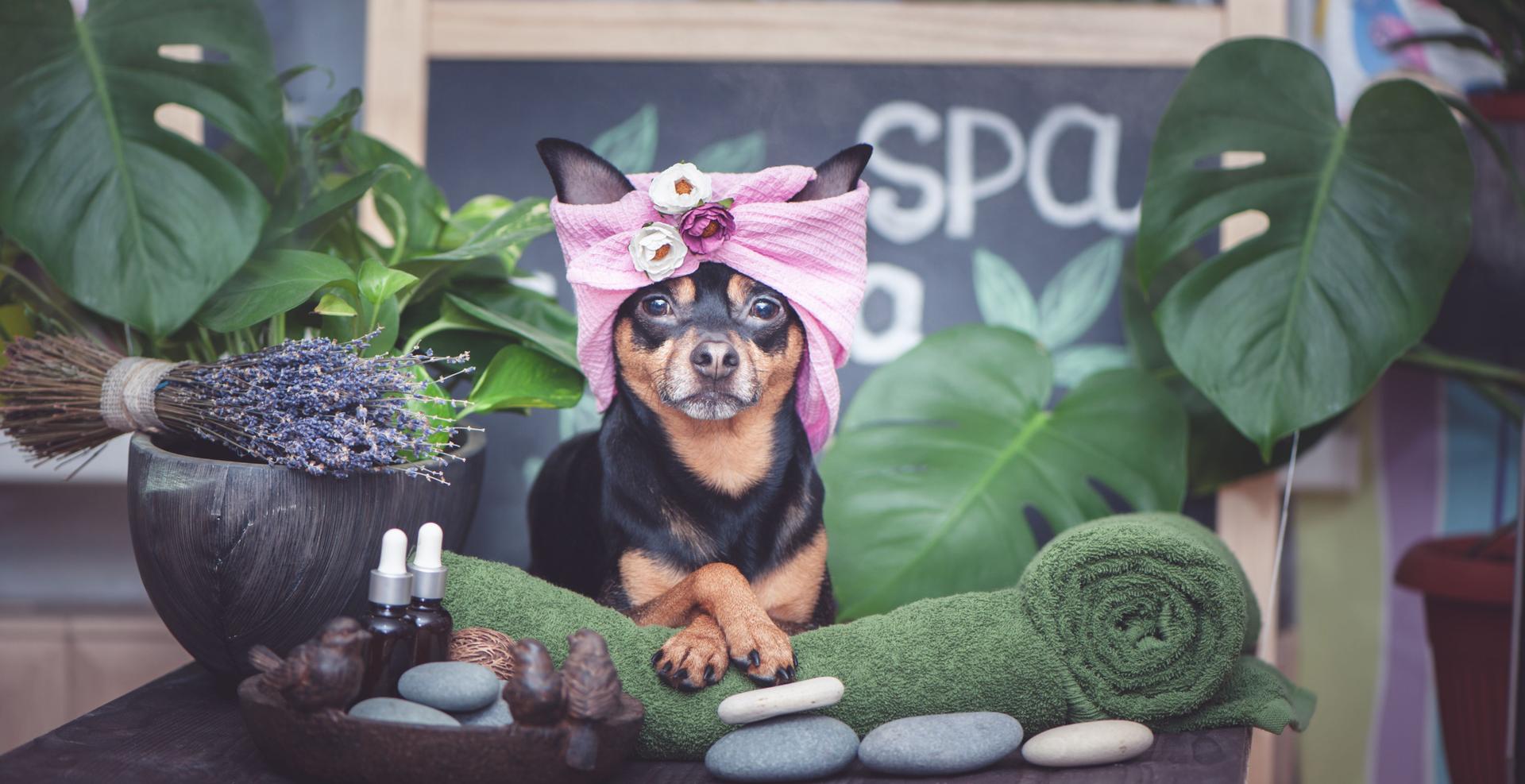 Cute pet relaxing in spa wellness . Dog in a turban of a towel among the spa care items and plants. Funny concept grooming, washing and caring for animals