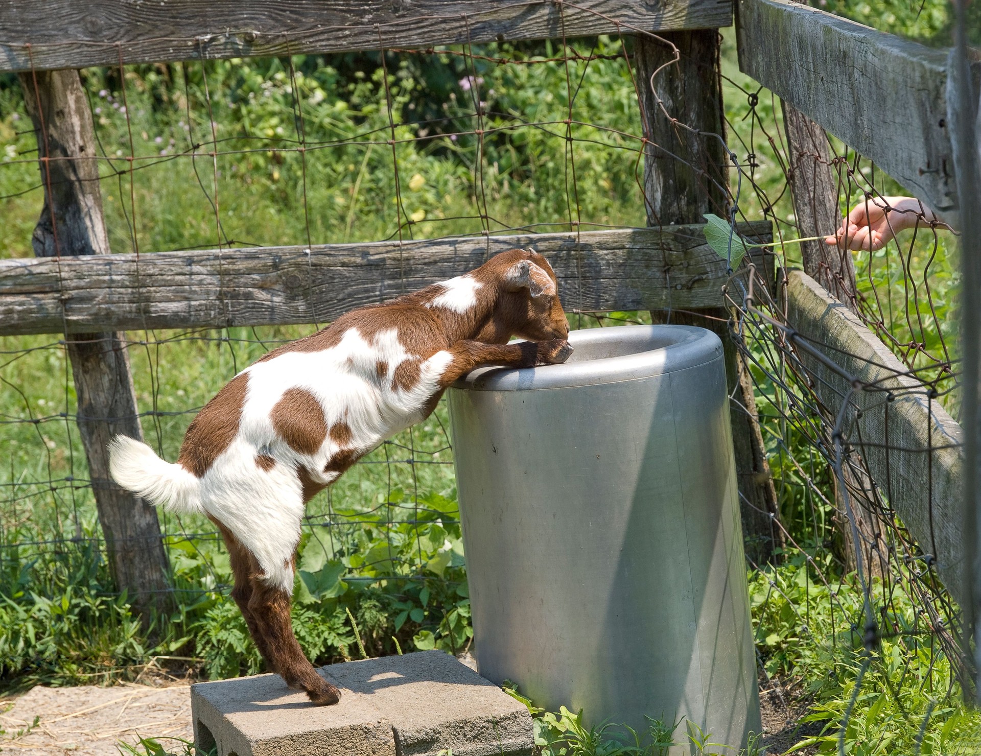 Young Goat Standing Up And Drinking