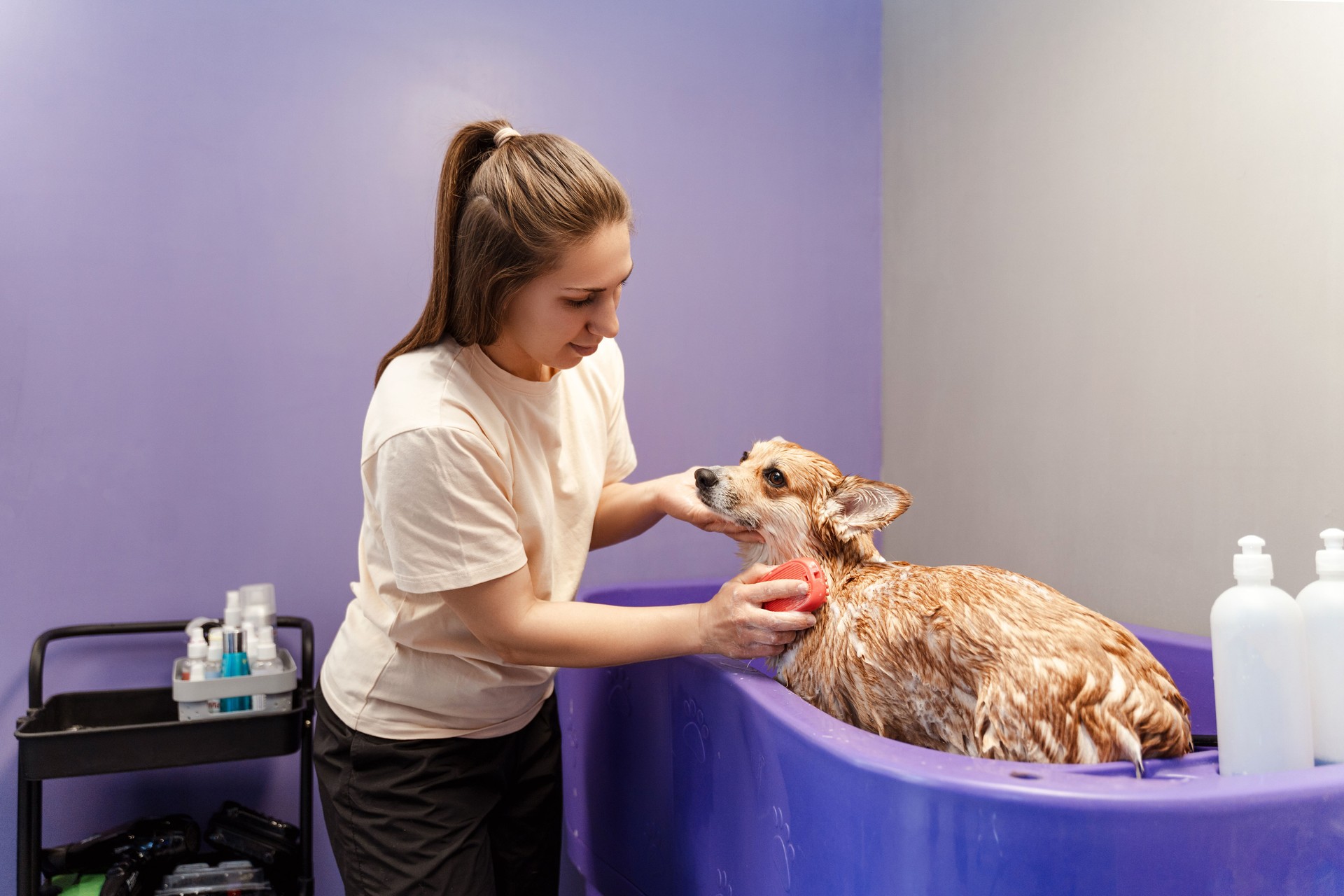 Female groomer washing corgi dog with soap foam