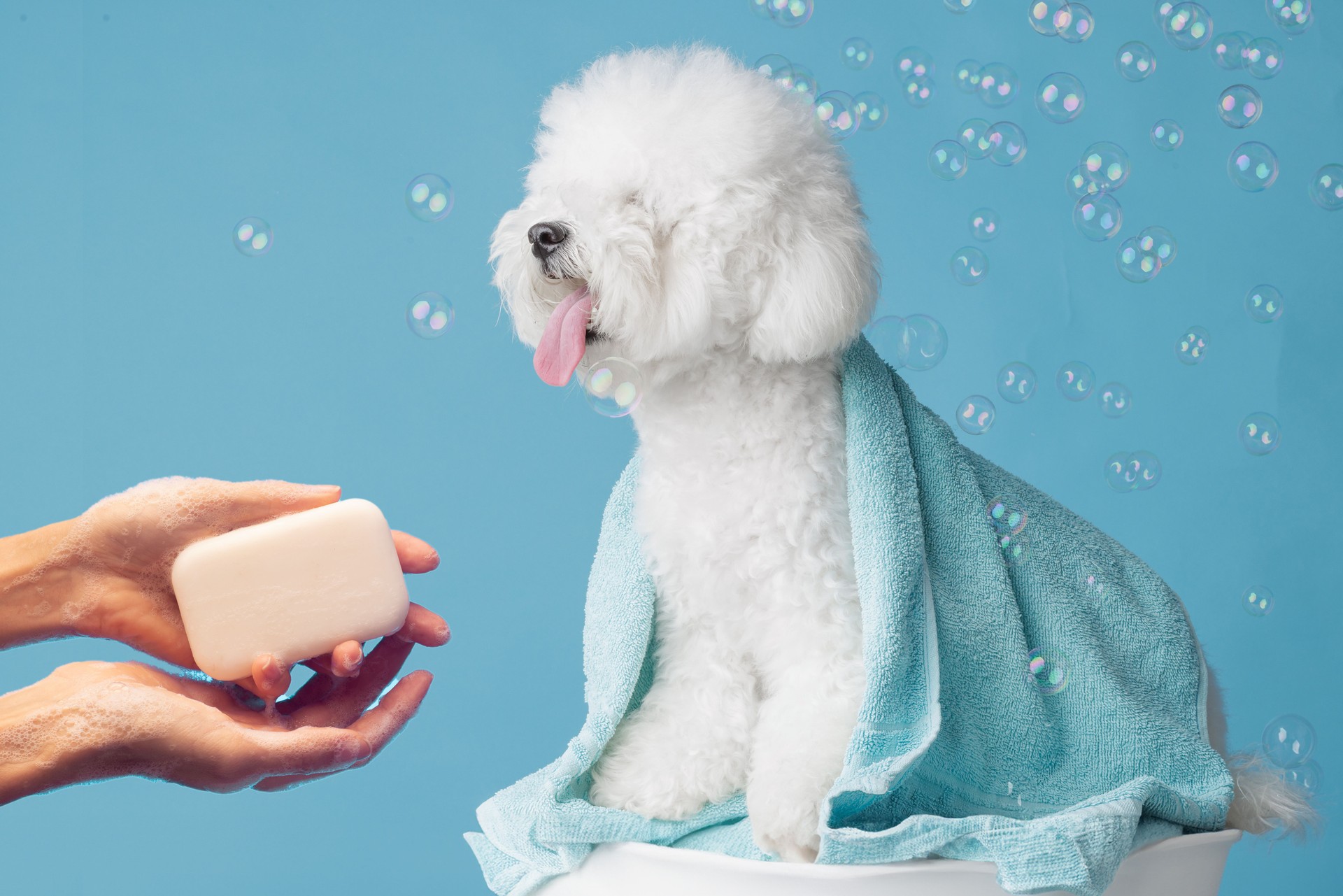 dog with white curly fur Bichon Frise with soap bubbles bathes girl's hands with soap on a uniform empty blue background