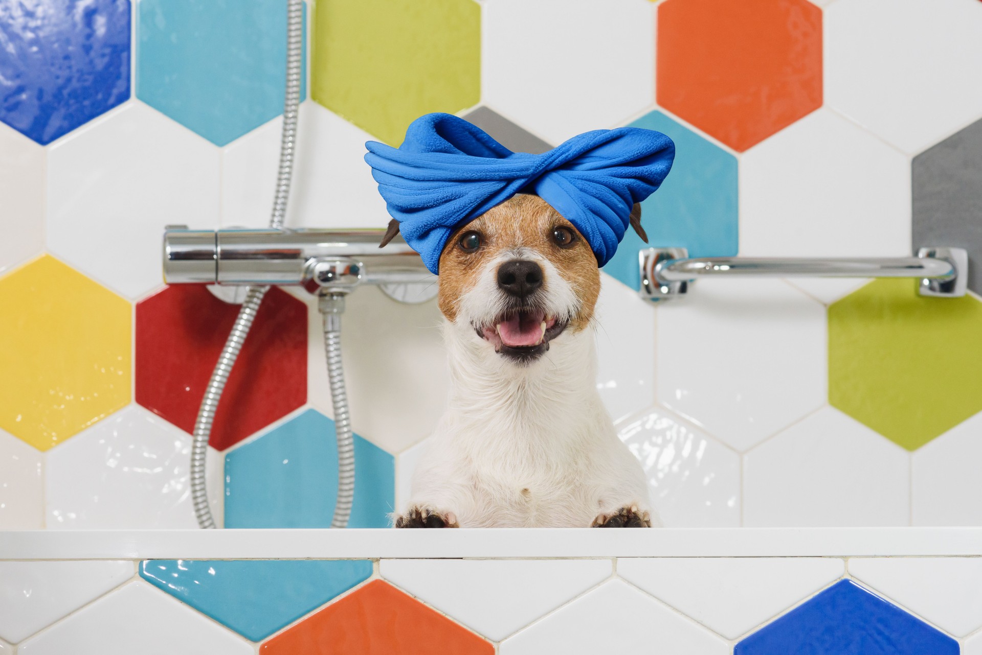 Dog grooming and washing concept. Funny dog with turban made of towel on head in bath